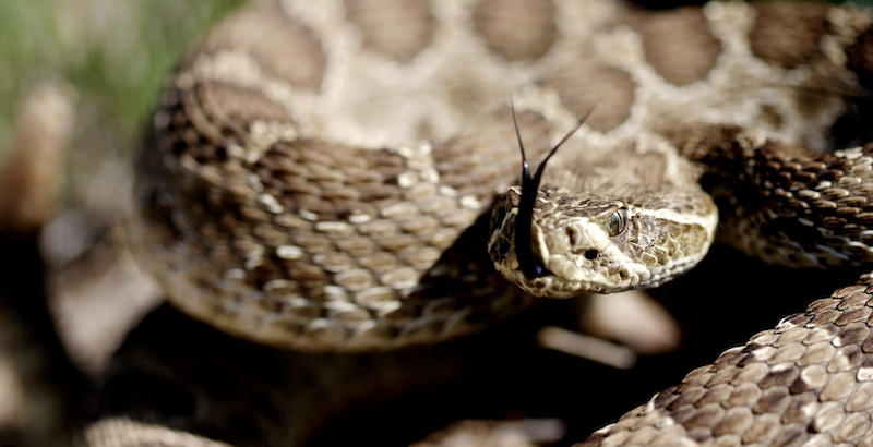 what to do if a rattlesnake bites your dog